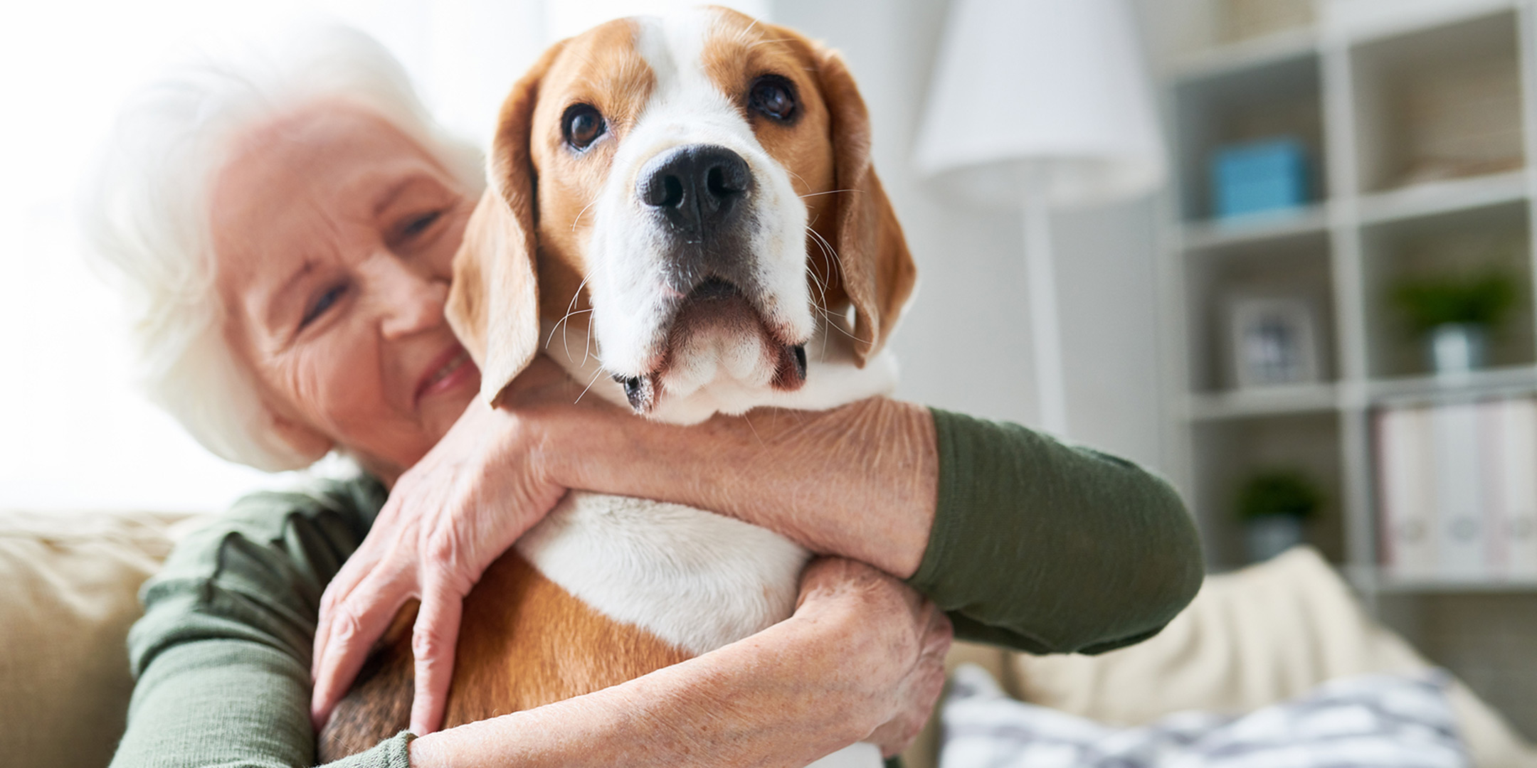best dog breeds for seniors and retirees
